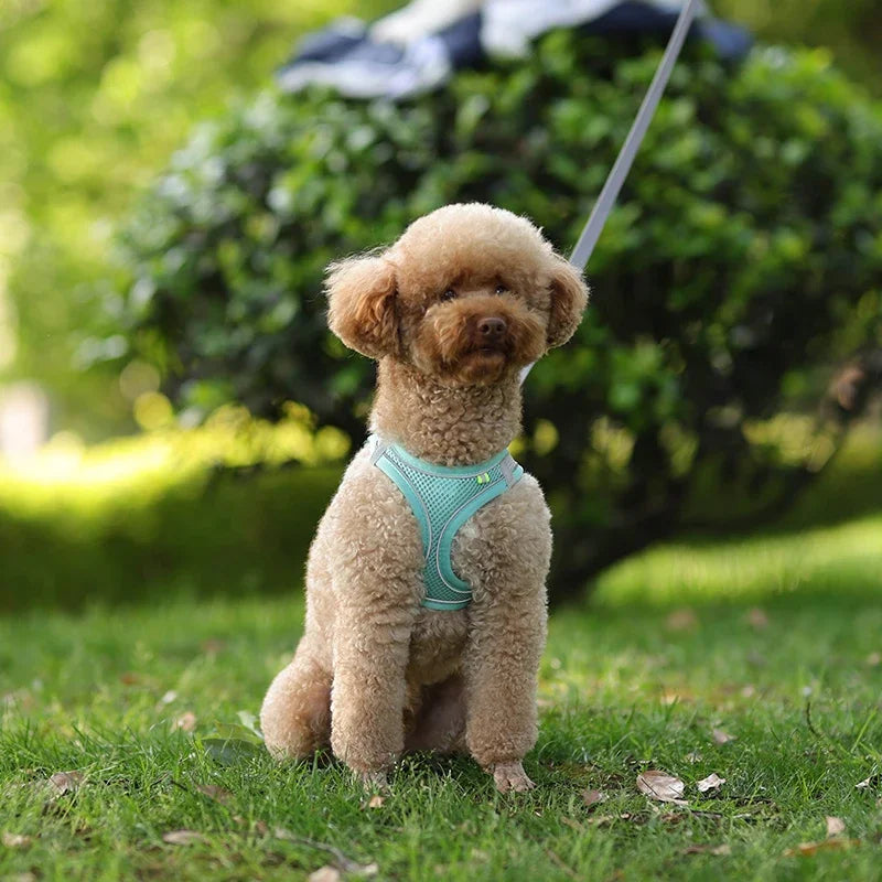 Kit Peitoral e Guia Refletivo para Pets